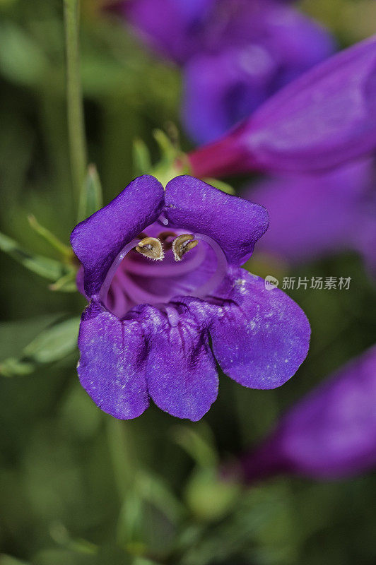 扁舌草是扁舌草的一种，俗称bunchleaf Penstemon、foothill Penstemon和foothill beardtongue。它是加州的地方病，发现于加利福尼亚州索诺马县的莫迪尼玛雅卡马斯保护区。Penstemon叫